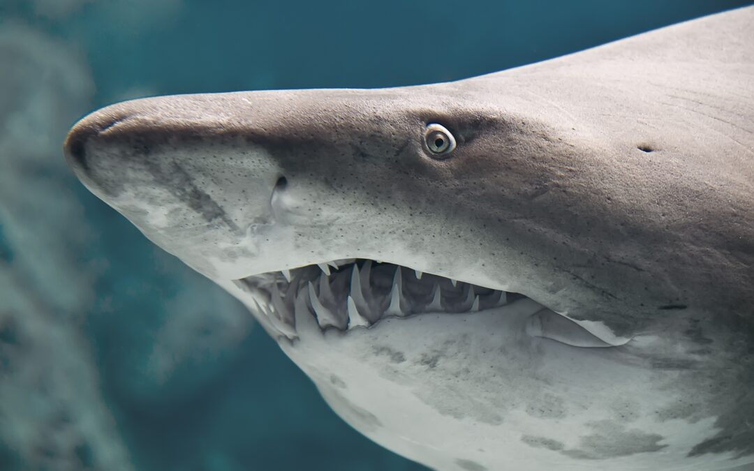 Tiburones de agua dulce