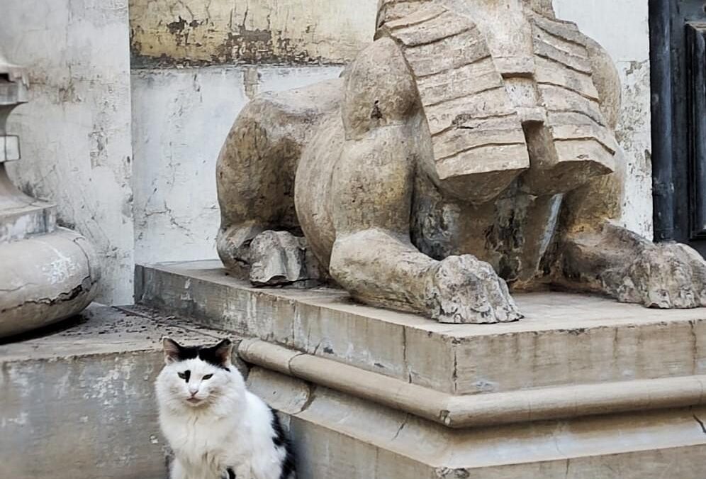 Carta a la gata