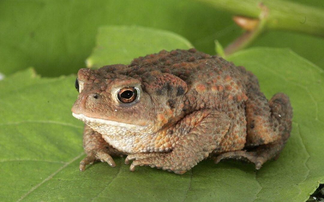 Sapo nuevo