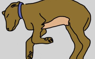 La muerte de un perro